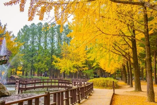 Seoul Forest: A Must-Visit Destination for Nature Lovers